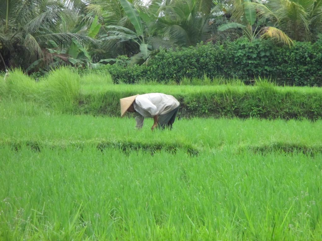Ancut Sari Hotell Ubud Eksteriør bilde