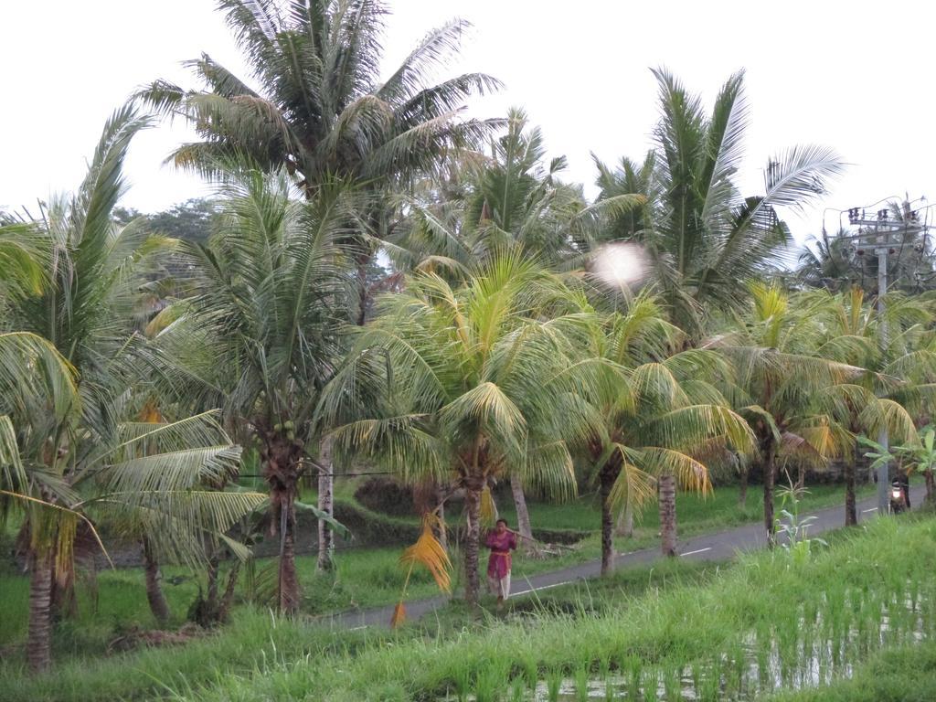 Ancut Sari Hotell Ubud Eksteriør bilde